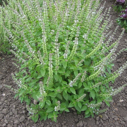 Picture of Herb Basil Mrs Burns Lemon
